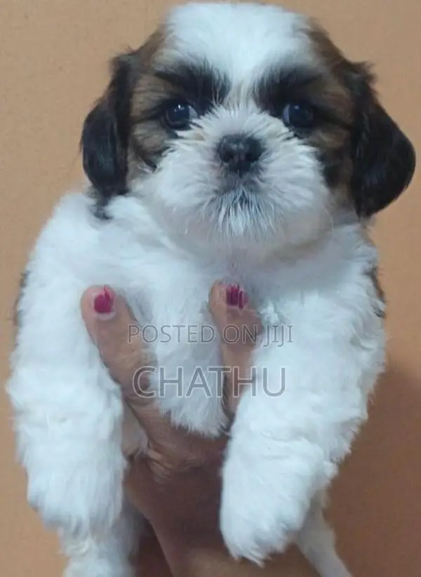 Shih Tzu Puppies