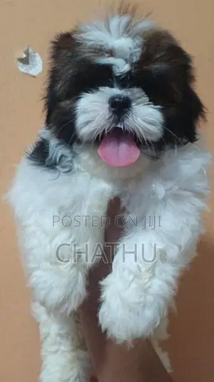 Shih Tzu Puppies