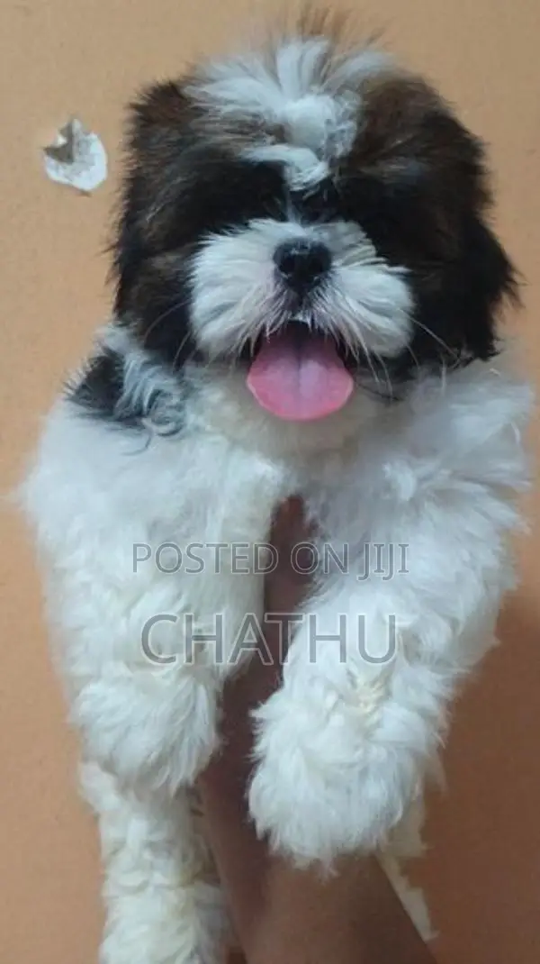 Shih Tzu Puppies