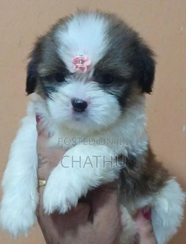 Shih Tzu Puppies