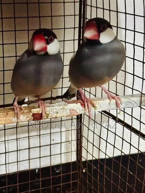 Breeding Pair Java