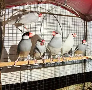 Breeding Pair Java