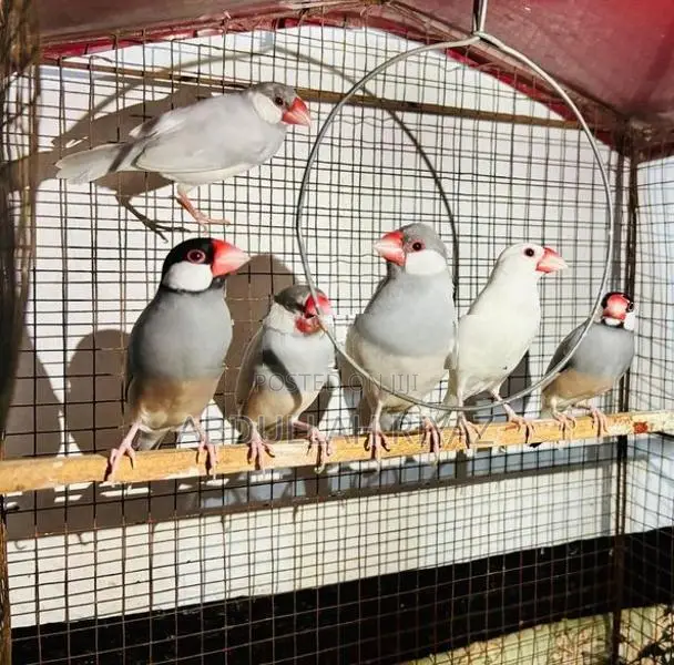 Breeding Pair Java