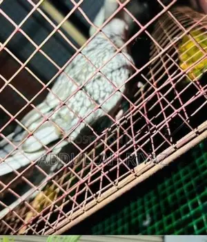 Breeding Pair Java