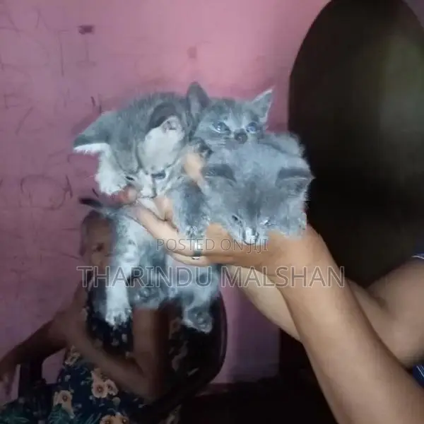 Persian Mix Cat