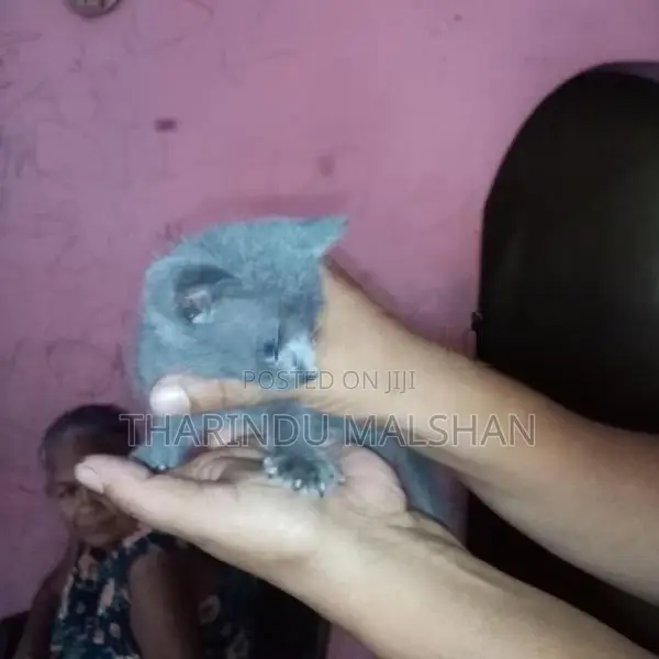 Persian Mix Cat