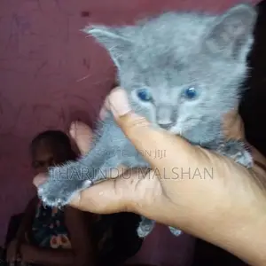 Persian Mix Cat
