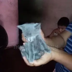 Persian Mix Cat