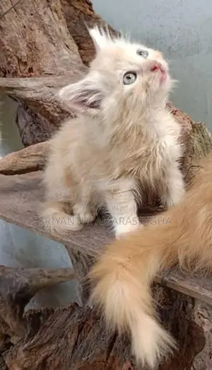 පර්සියන් පැටවුන්