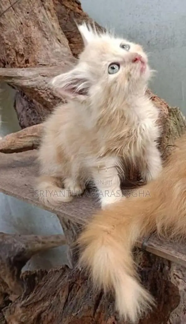පර්සියන් පැටවුන්