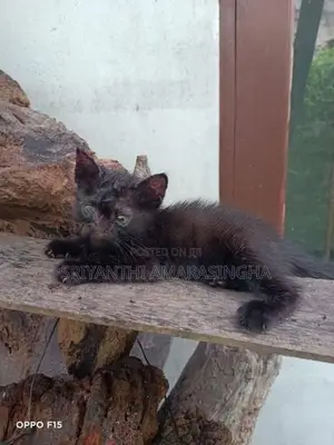 පර්සියන් පැටවුන්