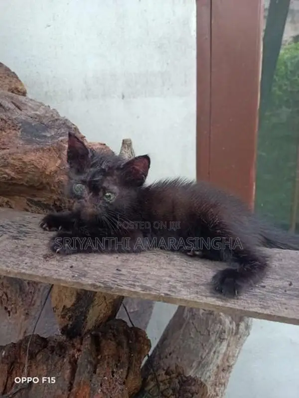 පර්සියන් පැටවුන්