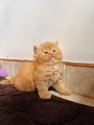 Persian Cat
