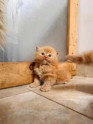 Persian Cat