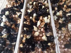 වටු පැටවුන්