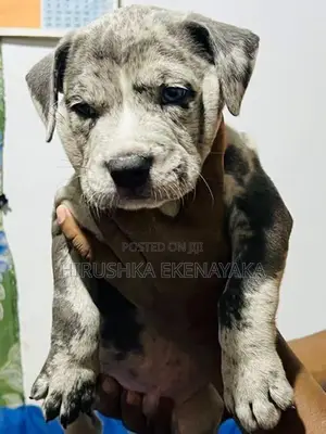 American Bully XL Puppies