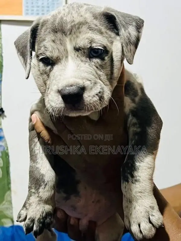 American Bully XL Puppies