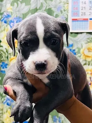 American Bully XL Puppies