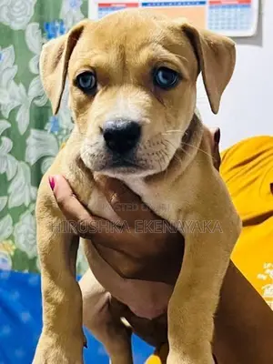 American Bully XL Puppies