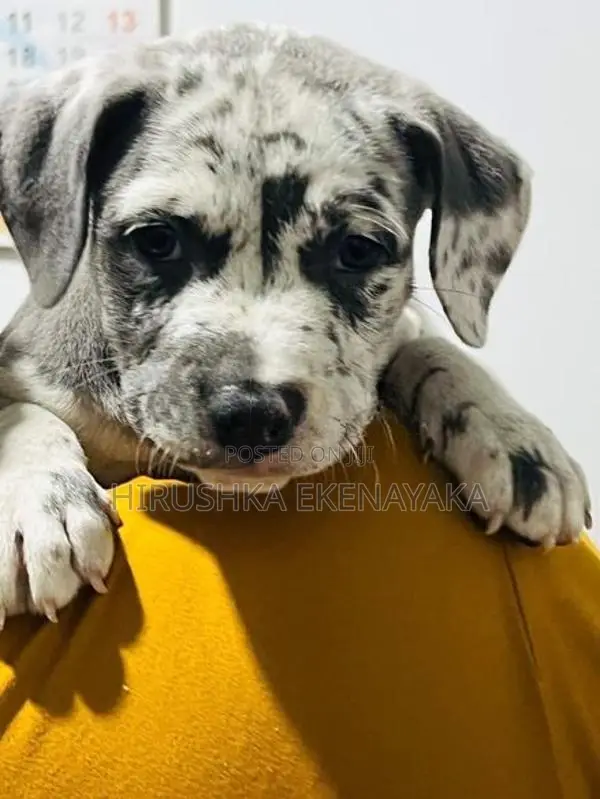 American Bully XL Puppies