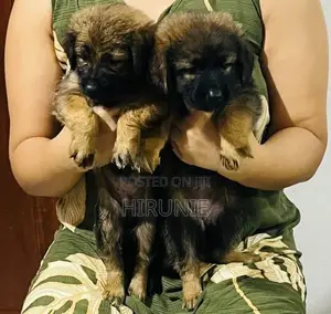 German Shepherd With Tibetan Terrier Mix Puppies