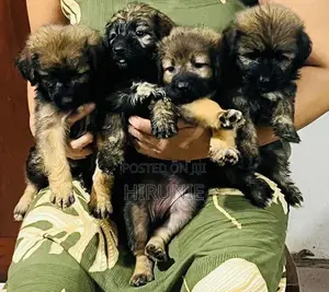 German Shepherd With Tibetan Terrier Mix Puppies