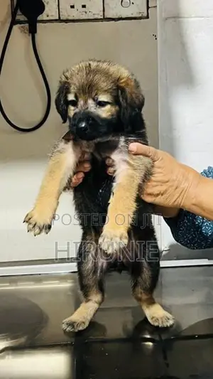 German Shepherd With Tibetan Terrier Mix Puppies