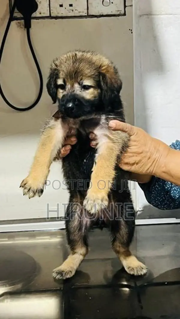 German Shepherd With Tibetan Terrier Mix Puppies