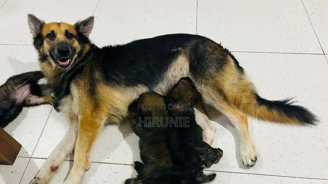 German Shepherd With Tibetan Terrier Mix Puppies