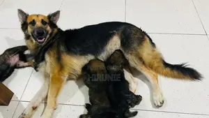 German Shepherd With Tibetan Terrier Mix Puppies