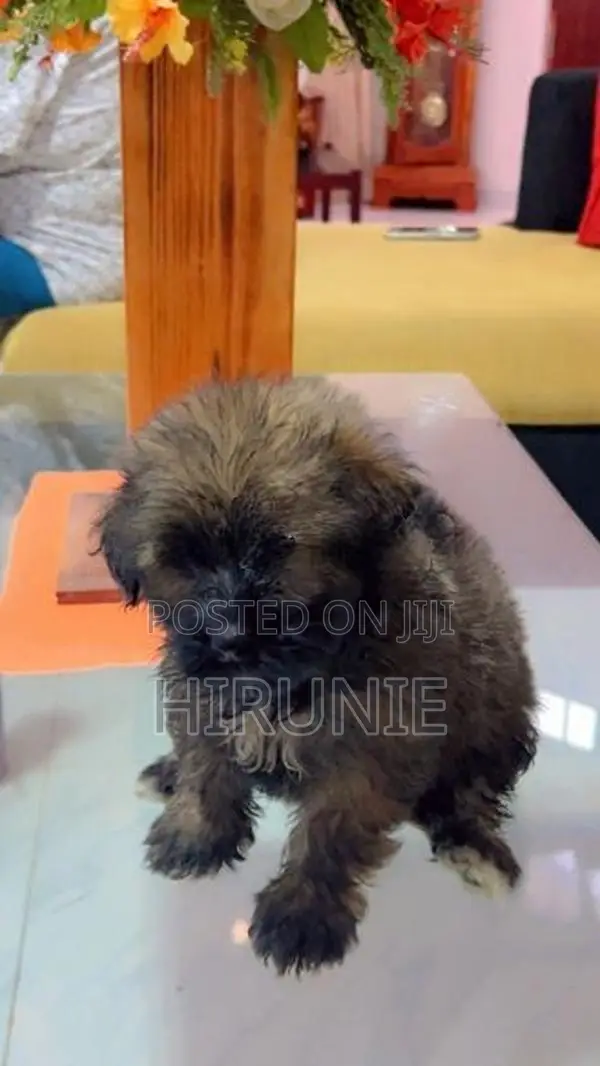 German Shepherd With Tibetan Terrier Mix Puppies