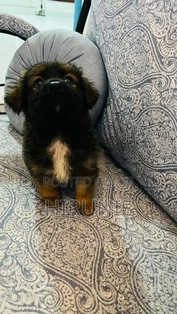 German Shepherd With Tibetan Terrier Mix Puppies
