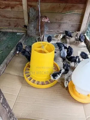ගම් කුකුල් පැටව්