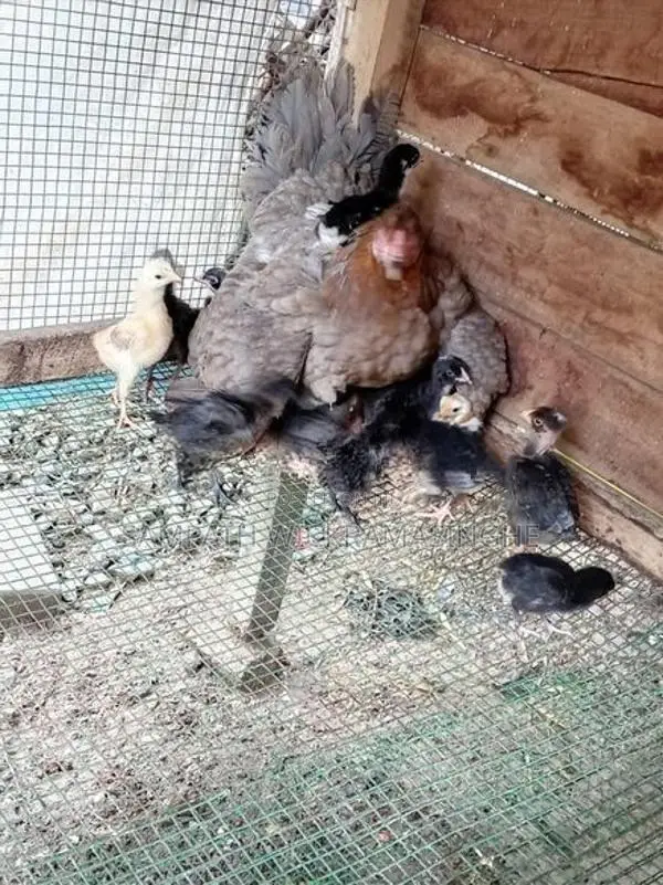 ගම් කුකුල් පැටව්