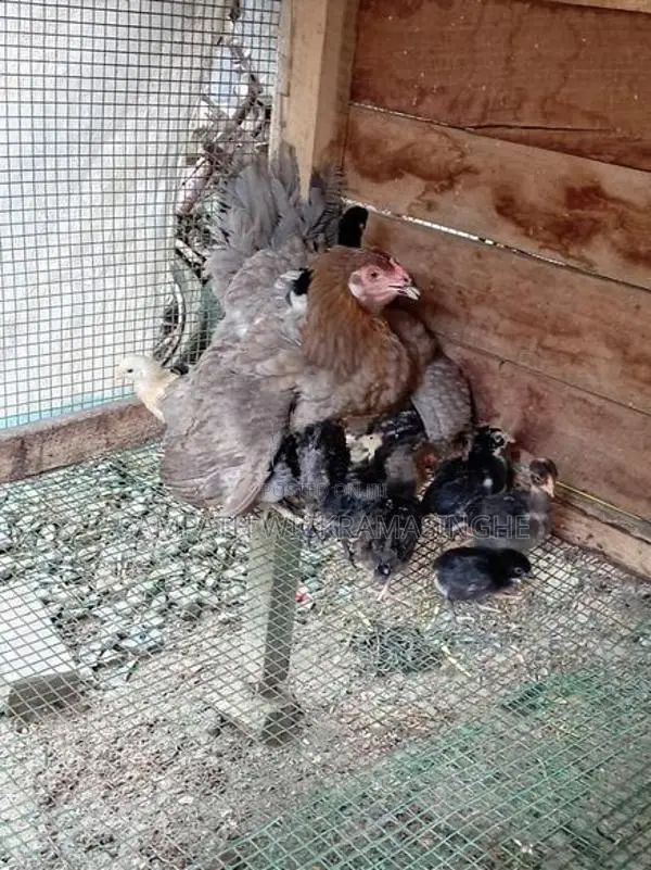 ගම් කුකුල් පැටව්