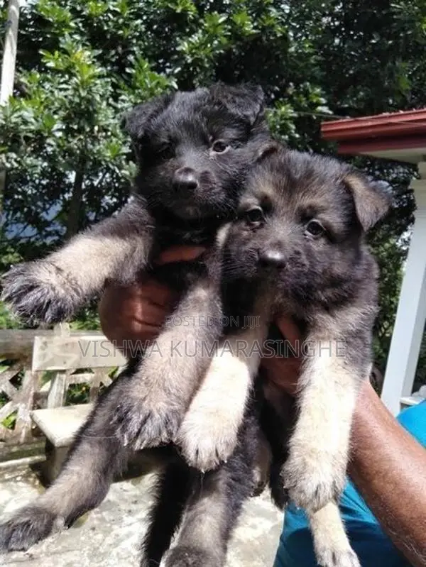 German Shepherd Puppies