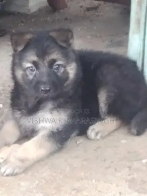 German Shepherd Puppies