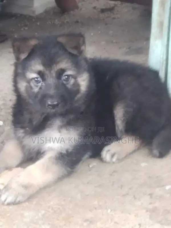 German Shepherd Puppies