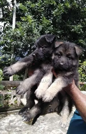 German Shepherd Puppies