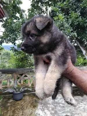 German Shepherd Puppies