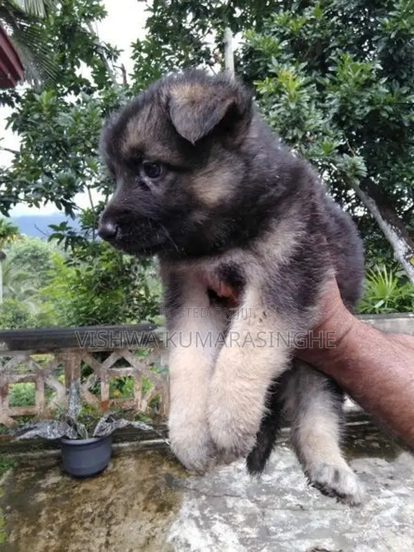 German Shepherd Puppies