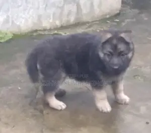 German Shepherd Puppies