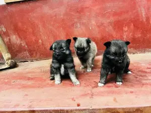 Lion Shepherd Pomeranian Puppies