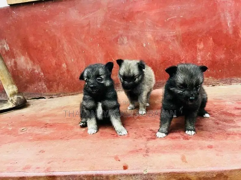 Lion Shepherd Pomeranian Puppies