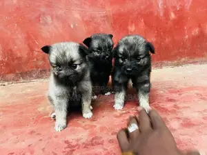 Lion Shepherd Pomeranian Puppies