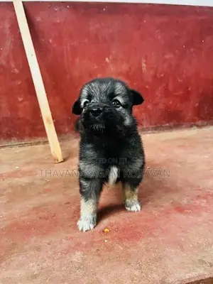 Lion Shepherd Pomeranian Puppies