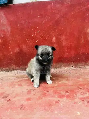 Lion Shepherd Pomeranian Puppies