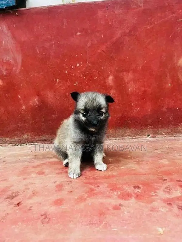 Lion Shepherd Pomeranian Puppies