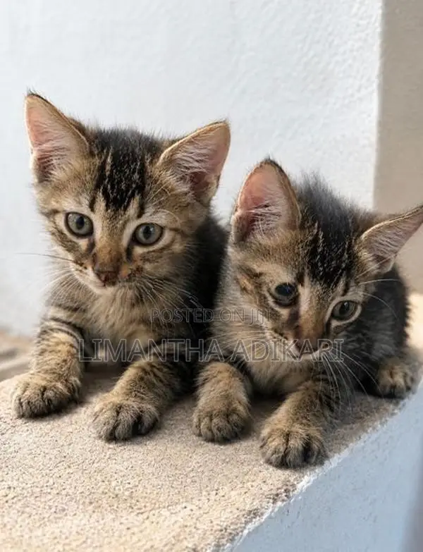 Kittens