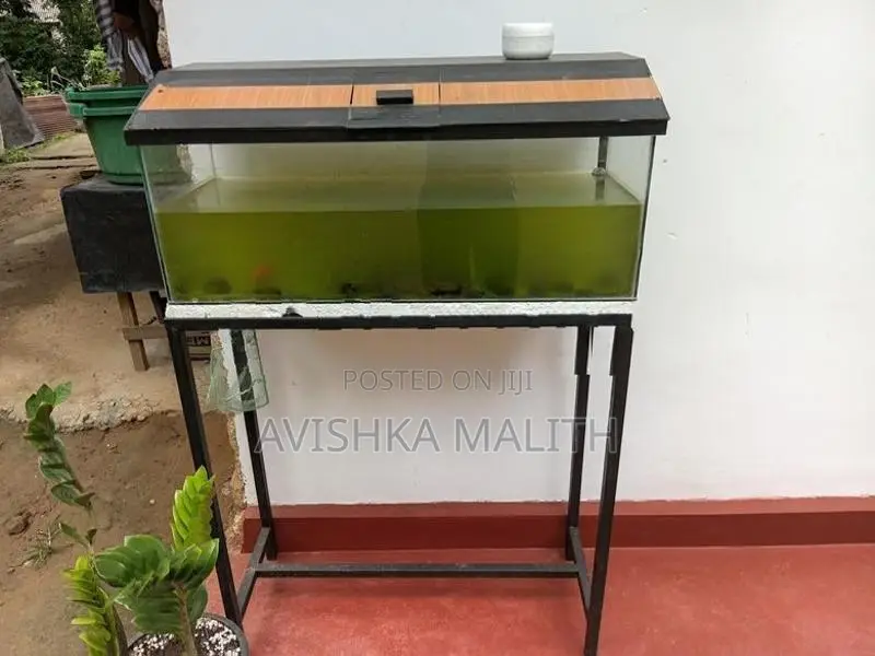 මාලු ටැංකි